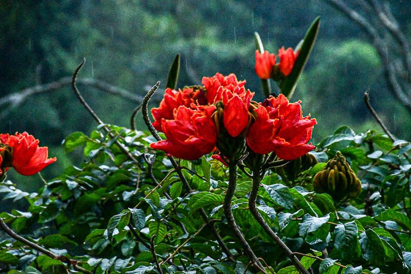 On the Nilgiri Mountain Railway - Tamil Nadu