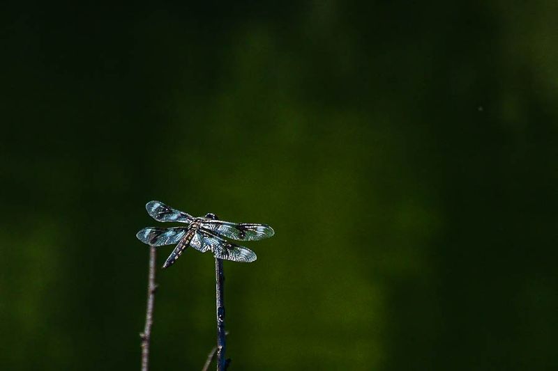 2024 07 19 Dragonfly on the Deschutes River 8032