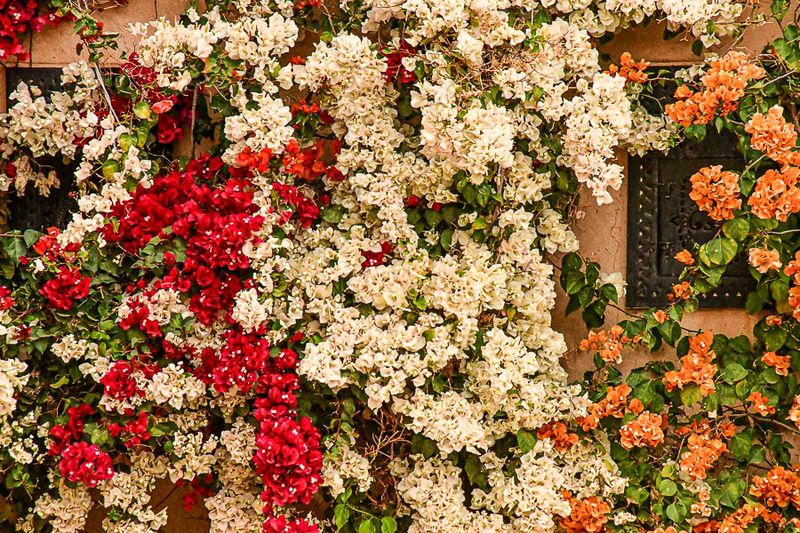 04 03 Bougainvillea Moroc-4598