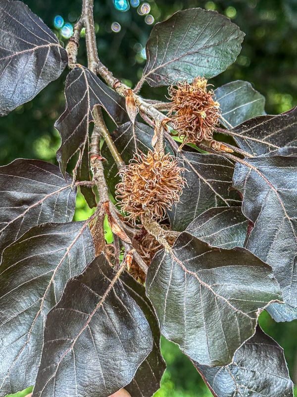 2025 07 03 Europian copper beech i4860
