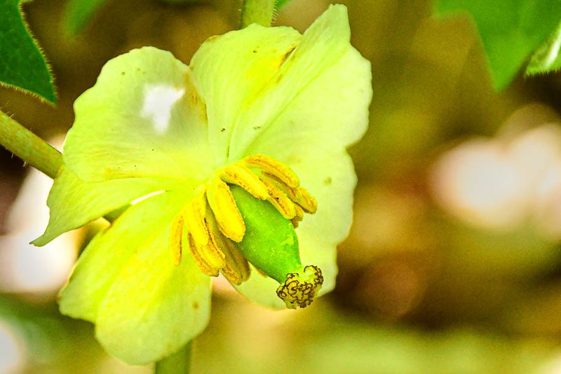 Flowers in the Wild