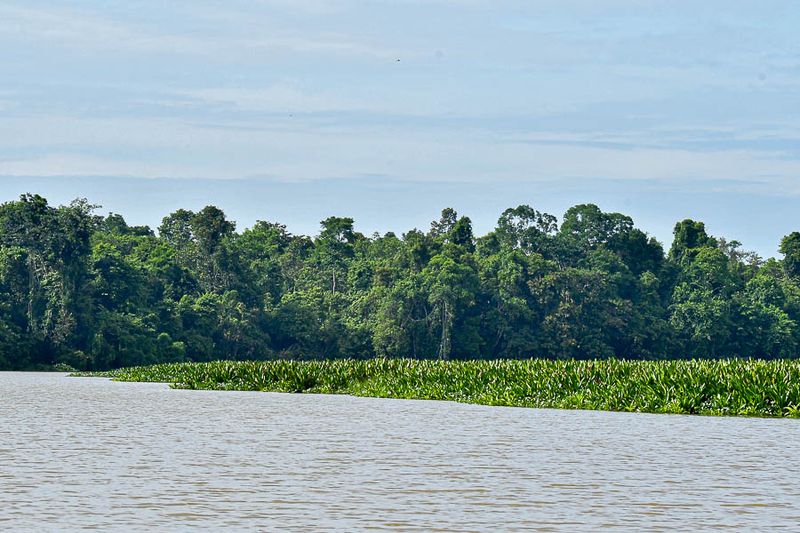2023 08 26 Kinabatangan River 5248