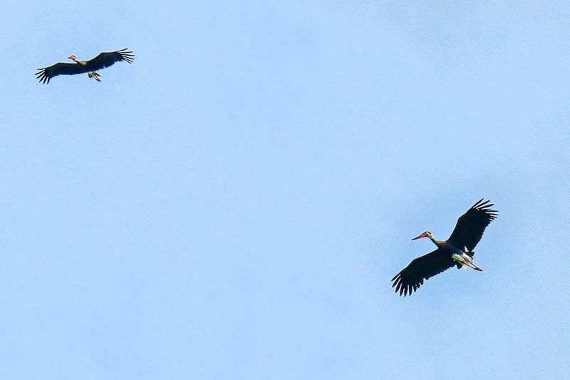 2023 08 26 Lesser Adjuvant storks over the Kinabatangan River 5256-1