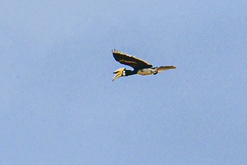 2023 08 26 Rinoceros hornbill in flight over the river 5278