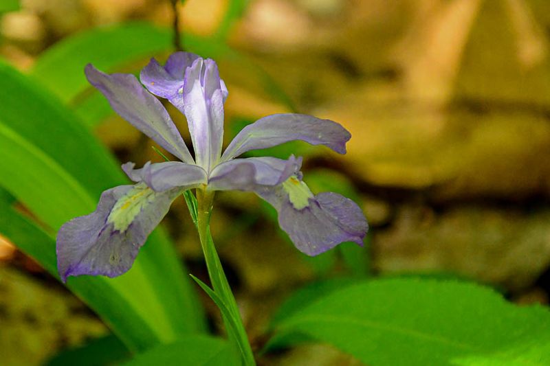 2025 04 13 Dwarf iris 1288