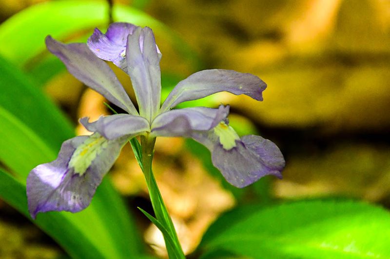 Flowers in the Wild