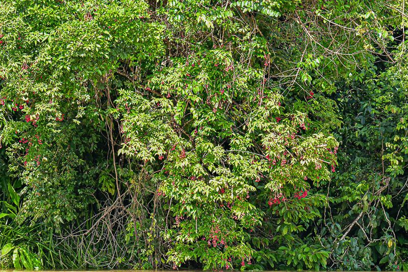 2023 08 26 Kinabatangan River jungle 5285