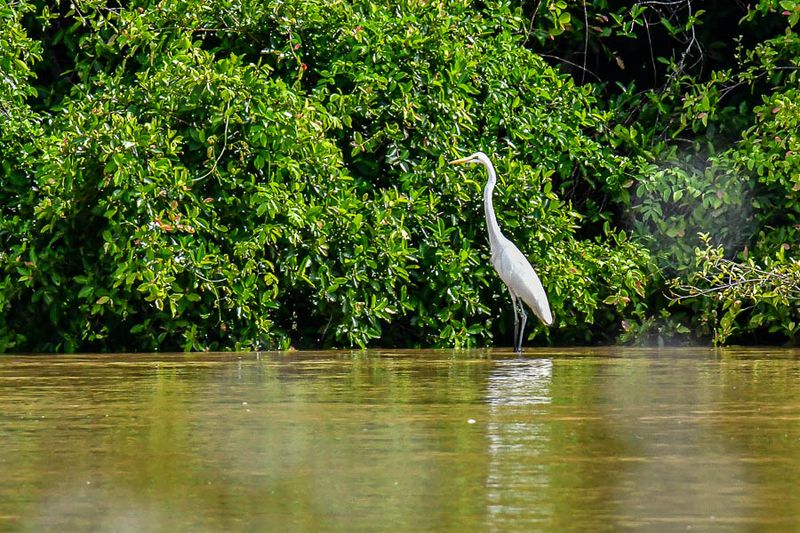 2023 08 26 Egret on the Kinabatangan River 5314