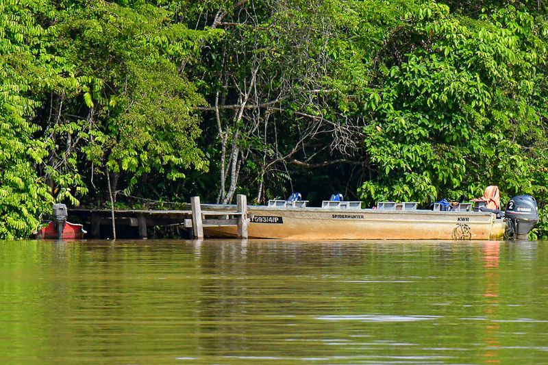2023 08 26 'Spiderhunter' on the Kinabatangan River 5318