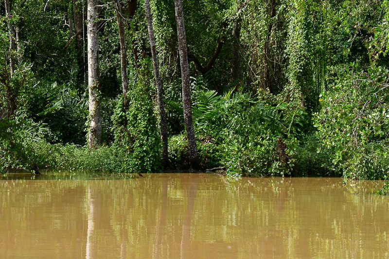 2023 08 26 High water on the Kinabatangan River 5320