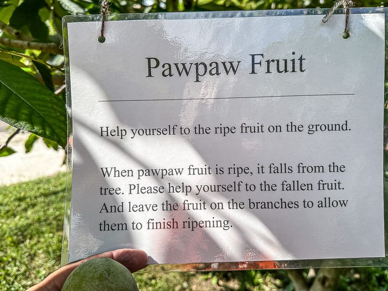 09 04 PawPaws i0438