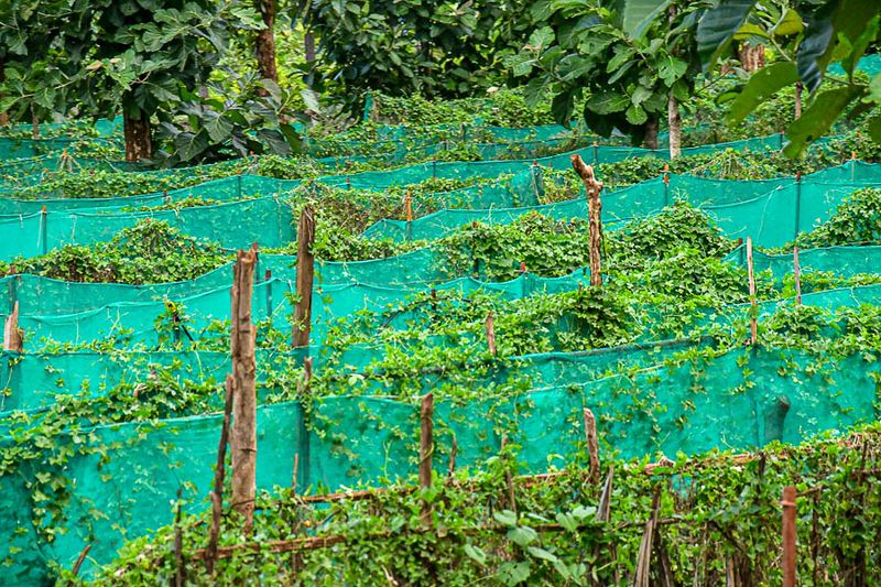 2017 09 05 UnId vine crop India-2-3178