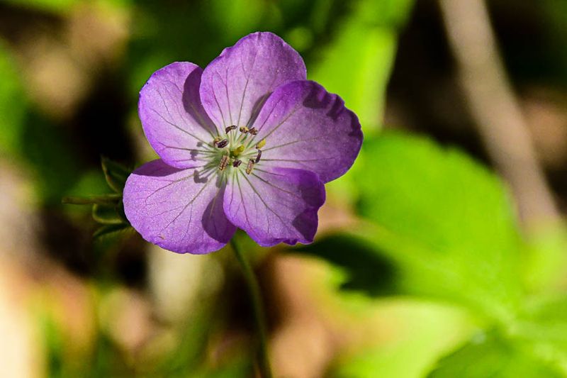 2025 04 13 Wild germanium 1216-1