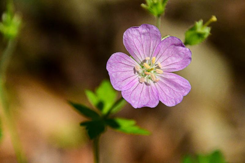 Flowers in the Wild