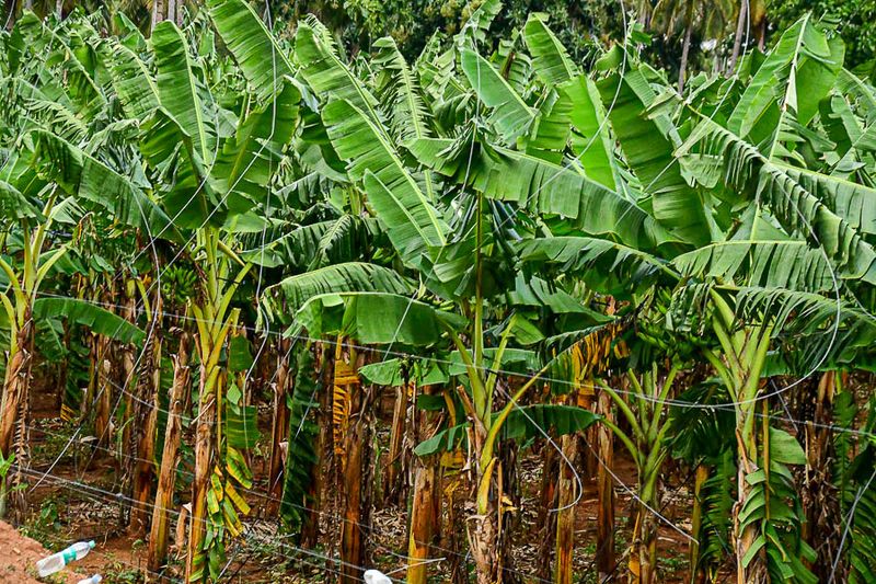 09 05 Bananas India-2-181