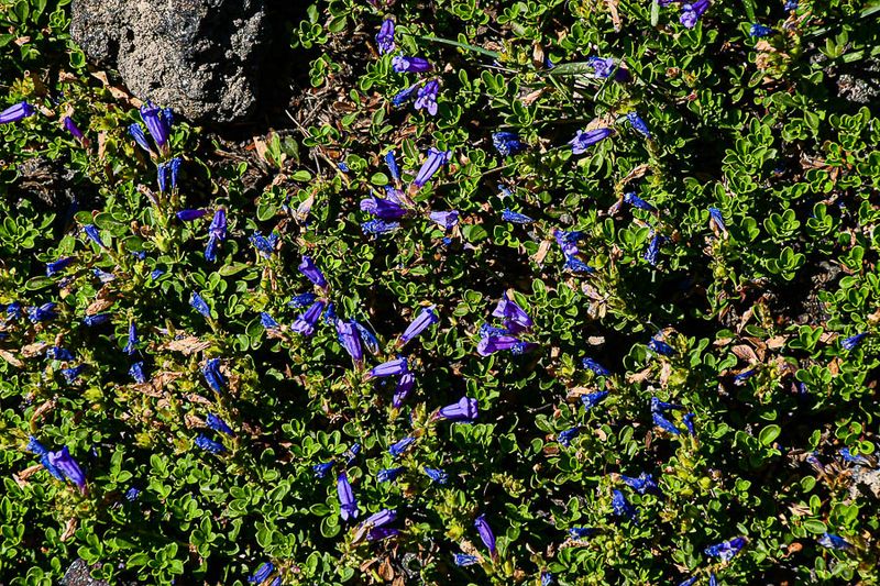 2024 07 19 UnId flower 8067
