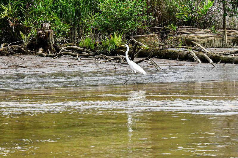 Egret along the Kinabatangan River 5334-1