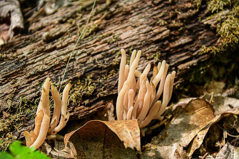 2025 07 Probably Smoky clavaria, Clavaria fumosa 14 1969 
