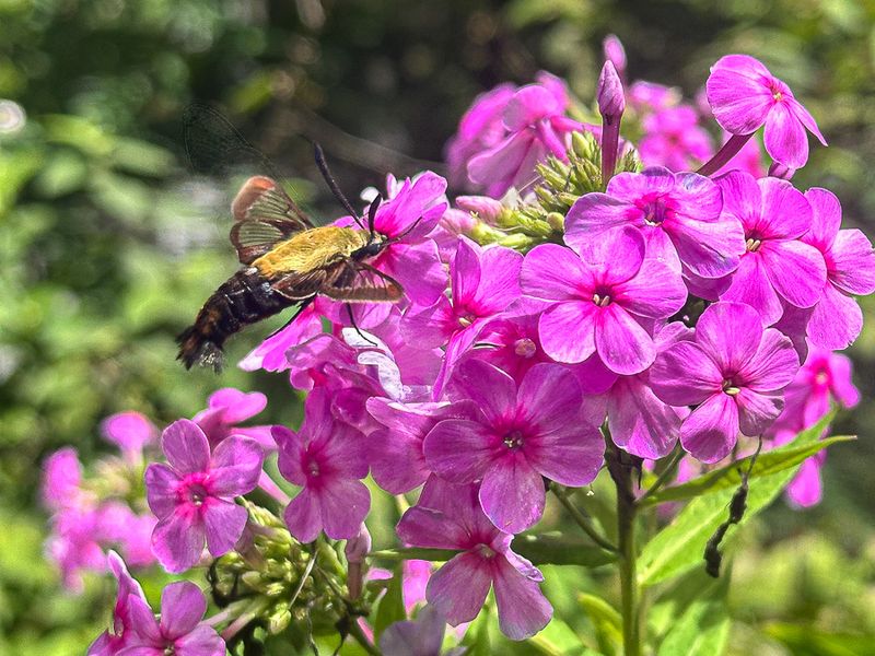 2025 08 06 Snowberry clearwing hummingbird moth i5795