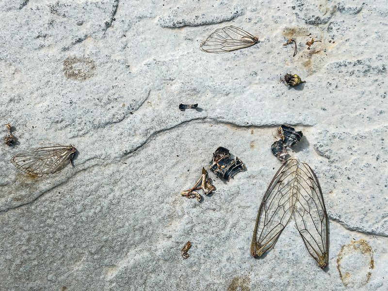 Aphids, leafhoppers, scales and such: The Hemiptera: Auchenorrhyncha