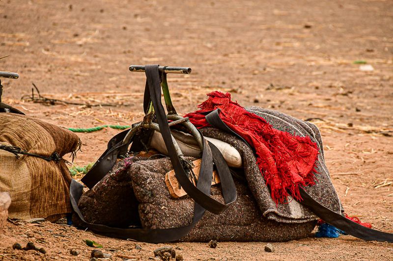 2019 04 03 Camel saddle Moroc-4726