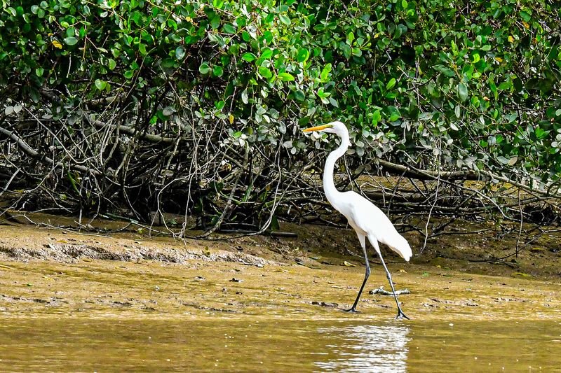 2023 08 26 Egret along the Kinabatangan River 5342