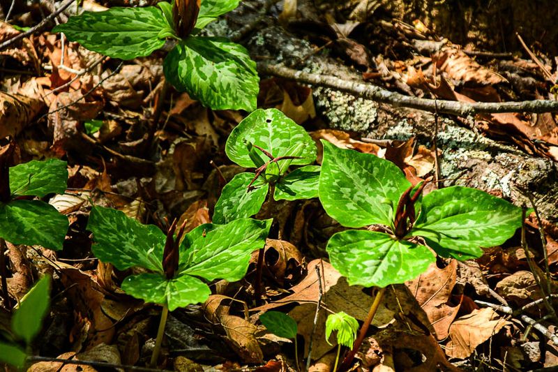 2025 04 13 Trilliums 1122