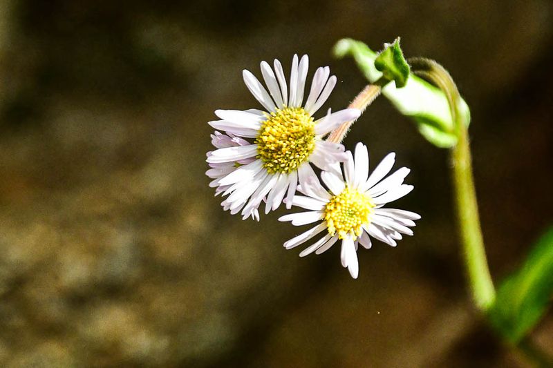 2025 04 13 Aster 1123