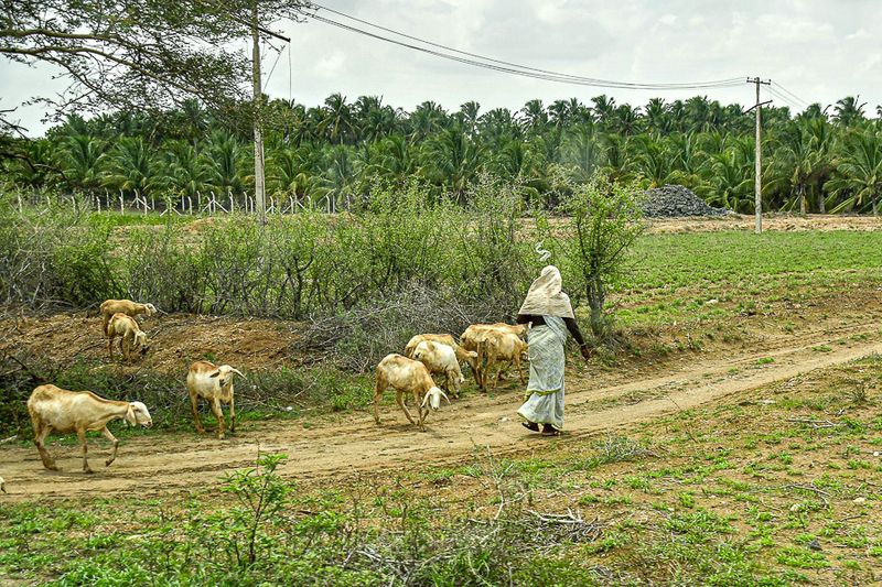 2017 09 06 Shepherdess India-2-3290