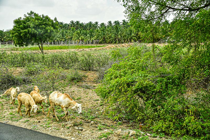 2017 09 06 More goats India-2-3295