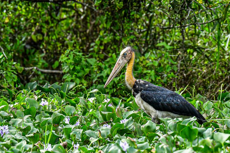 2023 08 26 Lesser adjunvant stork 5372