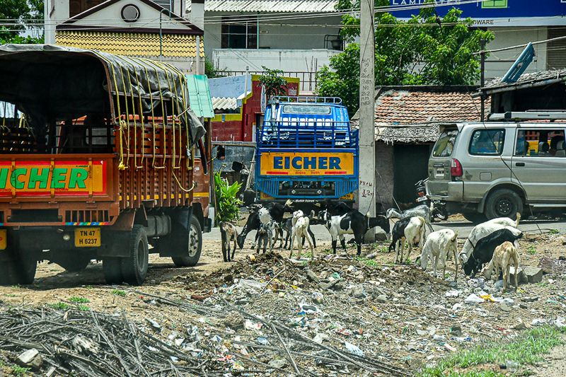 2017 09 06 Grazing in a car park India-2-3319