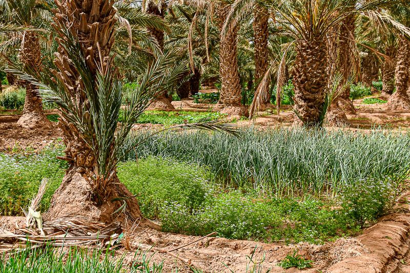 2019 04 03 Erg Chebbi - Merzouga Moroc-4758