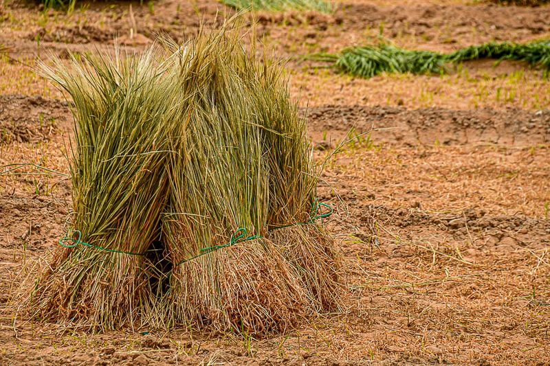 2019 04 03 Harvest in the plots Moroc-4761