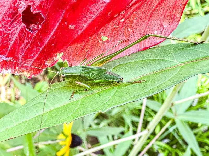 2025 08 14 Tettigonid nymph eating my swamp hibiscus i5975