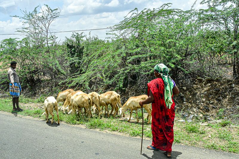 2017 09 06 Tending sheep India-2-33351