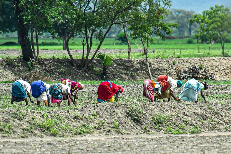 2017 09 06 Stoop labor - weeding India-2-3502-2