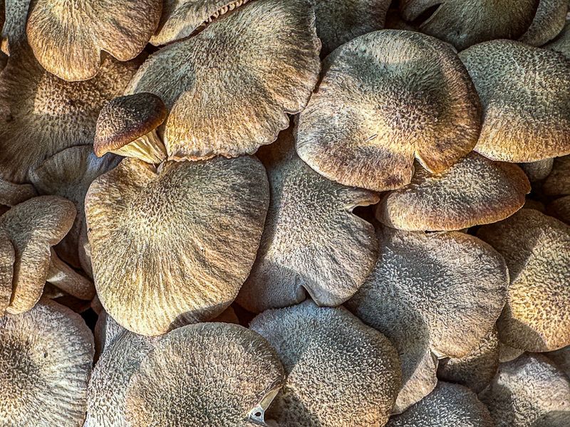 2025 08 31 Desarmillaria (=Armillaria) - Ringless honey mushroom i6147