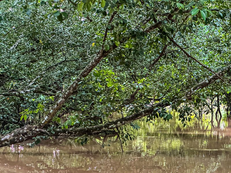 2023 08 27 Kinabatangan River tributary i0584