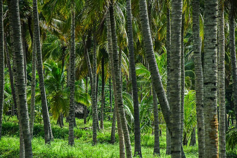 2017 09 06 Palm grove India-2-3593