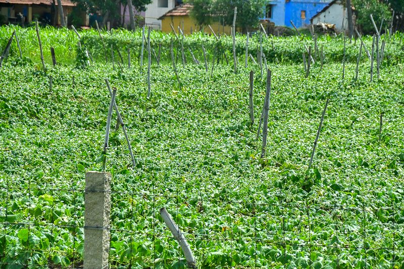 2017 09 06 Cucmber and sweet corn plantings India-2-3597