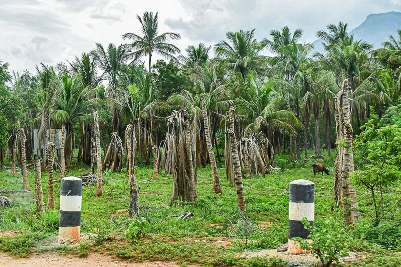 2017 09 06 Disease in palms is serious India-2-3660