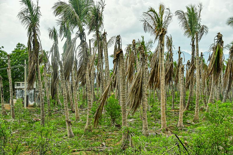 2017 09 06 Disease in palms is serious India-2-3683