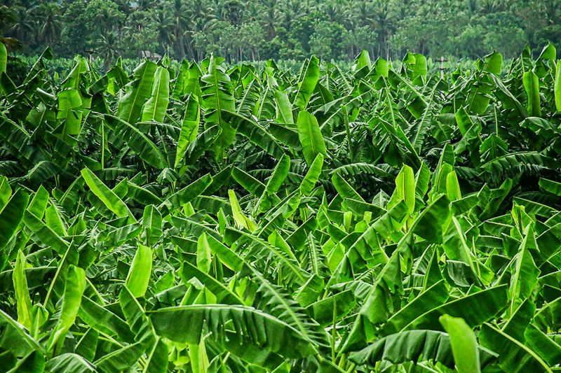 2017 09 06 Bananas and bananas India-2-3692