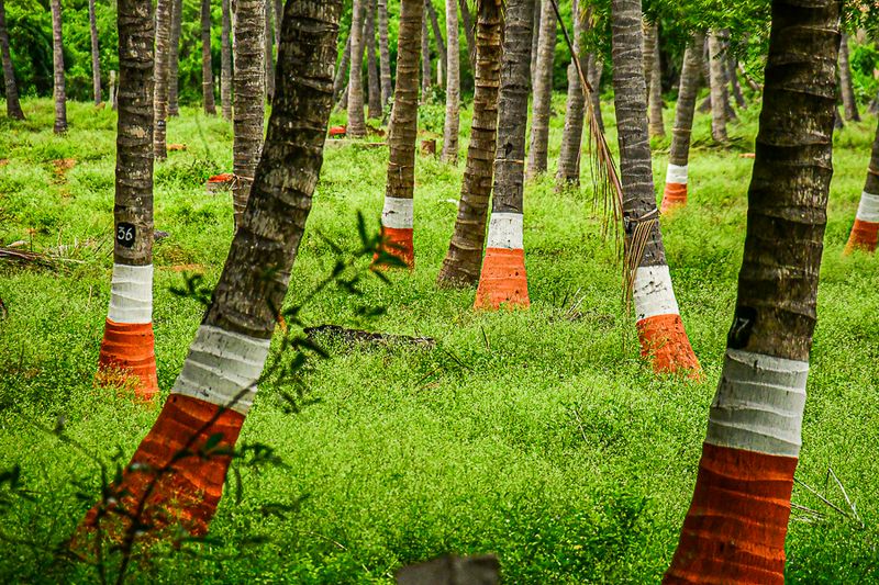 2017 09 06 Infected palm planation India-2-3701