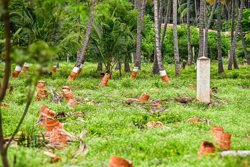 2017 09 06 Palm disease in palm plantation India-2-3702