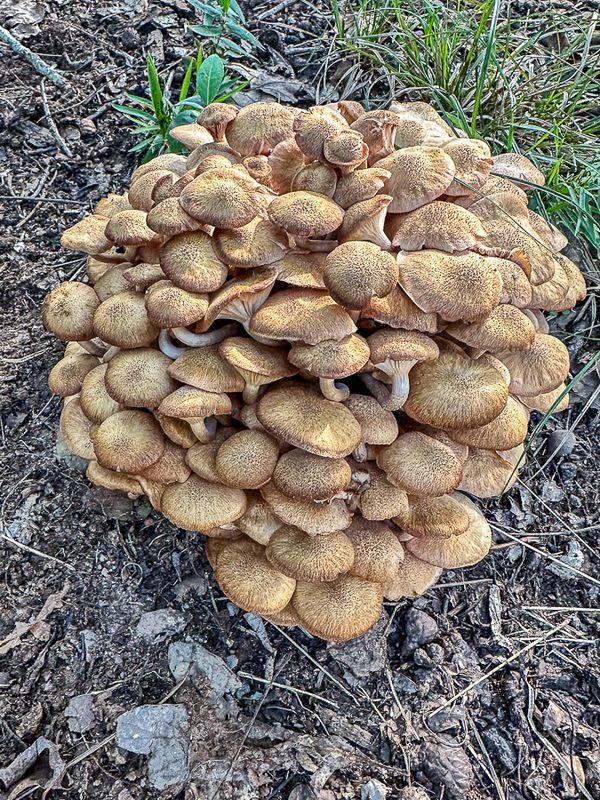 2025 08 31 Desarmillaria (=Armillaria) - Ringless honey mushroom i6144