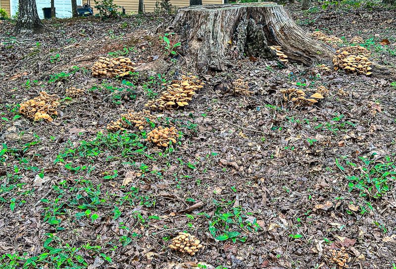 2025 08 31 Desarmillaria (=Armillaria) - Ringless honey mushroom i6154