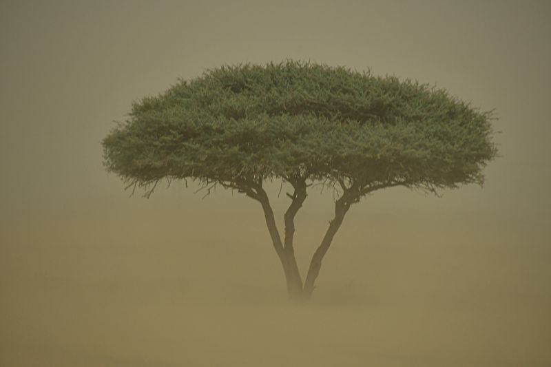 2019 04 03 Tree in the sand blow Moroc-4824