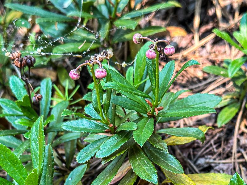 2024 07 20 Pipsissewa i7125